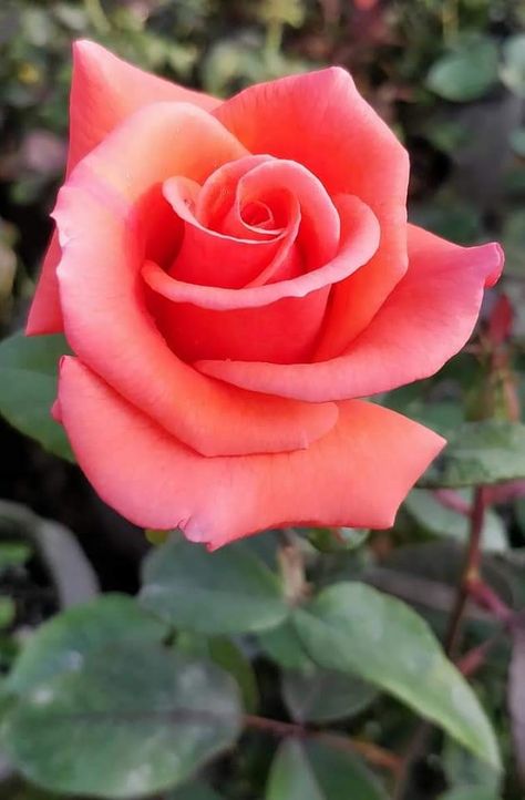 Am ti, Fy Nghariad Hardd Melys. Rwy’n dy garu di. Rwy’n gweddio eich dydd bod bendigedig. Rose Reference, Rose Flower Photos, Rose Flower Pictures, Rose Flower Wallpaper, Hybrid Tea Roses, The Secret Garden, Beautiful Flowers Wallpapers, Beautiful Rose Flowers, Rose Flowers