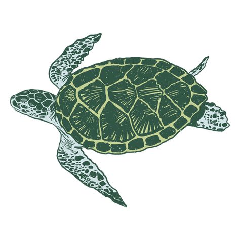 Green Sea Turtle Illustration, Turtle Poster Design, Ocean Animals Illustration, T Shirts Graphic Design, Graphic Tee Print Png, Turtle Aesthetic Drawing, Graphic Shirt Design Illustrations, Graphic Tees Design Prints Png, Seashell Widget