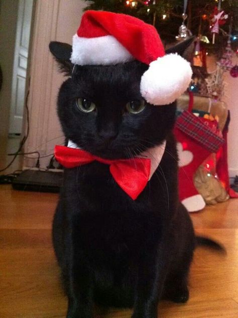 Awe ♥ Black Cat With Christmas Hat, Cat Christmas Pictures, Cat With Christmas Hat, Christmas Cat Pfp, Cat Christmas Hat, Cute Cat Pictures, Christmas Black Cat, Cat Celebrating, Black Cat Christmas