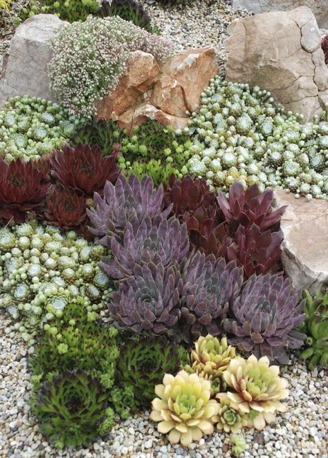 Sedum Rock Garden, Hens And Chicks Succulent Landscapes, Rock Garden Succulents Landscape Design, Hens And Chicks Garden, Hens And Chicks Planting Ideas, Stonecrop Garden, Succulent Garden Bed, Rockery Garden Ideas, Hens And Chicks Succulent