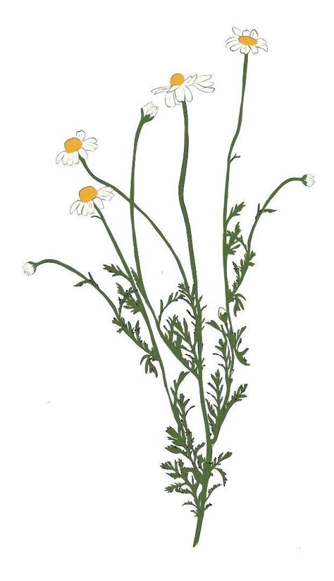 Chamomile Plant, Botanical Journal, Plant Tattoo, Drawing Prompt, Floral Illustration, Chamomile Flowers, Flower Doodles, Beauty Tattoos, Floral Illustrations