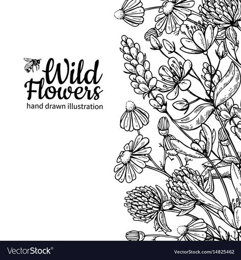 Meadow Plants, Wildflower Drawing, Flower Line Drawings, Flowers Vector, Flower Sketches, Floral Drawing, Vector Drawing, Drawing Set, Wild Flower