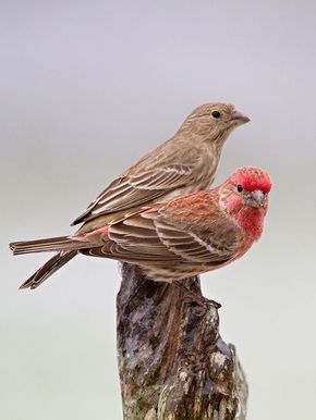 House Finch (male and female) ~ a dozen were feeding on my crabapple tree this gorgeous December morning Couple Eating, Backyard Birds Watching, Canton Georgia, Purple Finch, December Morning, House Finch, Finches Bird, Crabapple Tree, Nature Birds