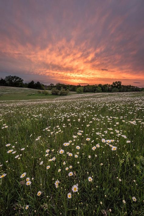 Daisy Field, Outdoor Aesthetic, Pretty Landscapes, Aesthetic Photography Nature, Natural Scenery, Sunset Pictures, Nature Aesthetic, Walking In Nature, Flower Field