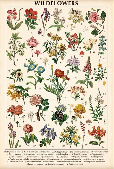 Vintage Wildflowers Poster Botanical Wall Art Prints Colorful Rustic Style of Floral Wall Hanging Illustrative Reference Flower Chart Poster for Living Room Office Bedroom Decor Frame 15.7 x 23.6 Inch Croquis, Reference Flower, Office Bedroom Decor, Colorful Rustic, Flower Chart, Prints Colorful, Floral Wall Hanging, Poster For Living Room, Dorm Art