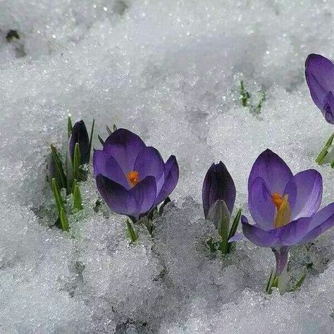 We call it Yargui. First flowers in spring. How pretty and strong are they growing under the snow! First Blooms Of Spring, Flowers In Winter Aesthetic, Nature, Spring Winter Aesthetic, First Spring Flowers, Snow On Flowers, Flowers In Snow Aesthetic, Spring Snow Aesthetic, Flower In The Snow