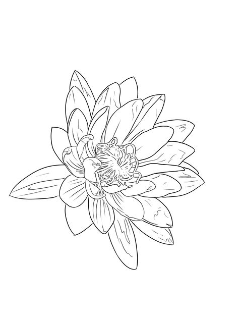 Lotus Flower Tattoo Outline, Lotus Flower Tattoo Stencil, Lotus Flower Outline, Lotus Flower Colors, Flower Tattoo Stencils, Flower Stencils, Family Tattoo Designs, Simple Drawings, Flower Line Drawings