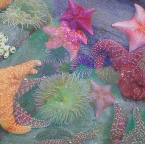 #aesthetic #aesthetictumblr #pastel #sealife Tropicore Aesthetic, Pastel Tropical Aesthetic, Pastel Mermaid, Aesthetic Tropical, Tropicalcore Aesthetic, Colorful Beach Aesthetic, Mar Aesthetic, Under The Sea Astethic, Seacore Aesthetic