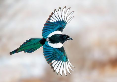 Do Magpies Like Stealing Shiny Things?  An experiment put the bird's thieving reputation to the test. https://www.audubon.org/news/do-magpies-stealing-shiny-things?ms=digital-eng-social-facebook-x-20190400_fb_link&utm_source=facebook&utm_medium=social&utm_campaign=20190400_fb_link Kenku Rogue, Magpie Aesthetic, Magpie Illustration, Magpie Tattoo, Eurasian Magpie, Bird Flying, Wildlife Photos, Magpie, Crows