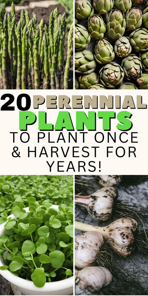 20 Perennial Vegetables You Need In Your Garden Best Plants For Homestead, Perennial Food Garden, Which Vegetables To Plant Together, Minnesota Garden Vegetables, What Vegetables To Plant Together, Edible Perennials, Simple Homestead, Vegetable Garden Layout Design, Homestead Gardening