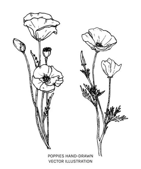 Drawing Of Poppy Flower, California Poppy Flower Drawing, California Poppy Line Drawing, Poppy Outline Drawing, Poppy Tattoo Black And Grey, California Poppy Illustration, Wild Poppy Tattoo, California Poppy Tattoo Black And White, Poppy Drawing Tattoo