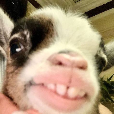 Goat Funny, Goat Pics, Silly Goat, Cute Baby Goats, Funny Goat, Goats Aesthetic, Goat Pfp, Funny Goats, Cute Goat