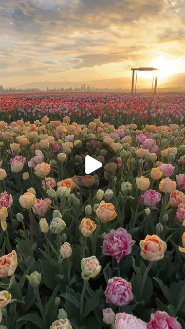 Skagit Valley Tulip Festival on Instagram: "FAQ’s (a series): #1 
Q: What is the Skagit Valley Tulip Festival?
A: The Skagit Valley Tulip Festival is the largest tulip festival in North America and is an annual event held in the beautiful Skagit Valley of Washington State. Our festival is a county-wide celebration during spring, that centers around the blooming of millions of tulips, and features multiple gardens, tulip fields, events, and activities spread throughout our beautiful valley.

Who wants to visit?! *Video from 2023*

#countdowntospring #tulips #tulipfestival #sunsetlovers #sunsets #gardens #tulpen #visitwashingtonstate #seattlewashington #destinations #beautifuldestinations #bucketlist" Pnw Adventures, Skagit Valley Tulip Festival, Beautiful Valley, Skagit Valley, Tulip Festival, We Are Festival, Tulip Fields, Seattle Washington, Washington State