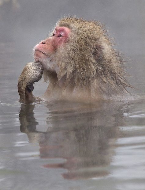 The Thinker by John Isaac Japanese Macaque, Snow Monkey, Suspicious Minds, The Thinker, Mandrill, A Monkey, Incredible Creatures, Monkeys Funny, Foto Art