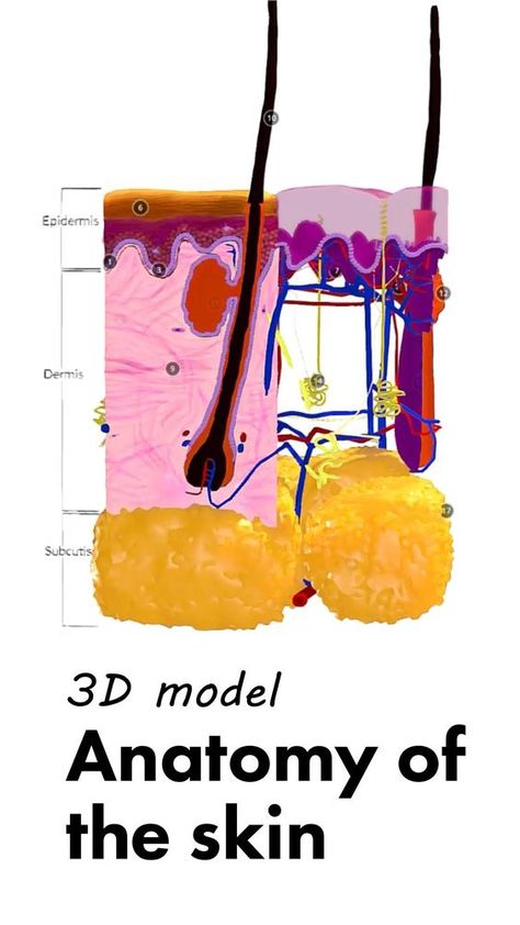 Skin Anotamy, Skin Layers Anatomy, Skin Layers Anatomy Project, Anatomy Of Skin, Skin Folds, Skin Anatomy, Integumentary System, Facial Anatomy, Skin Layers