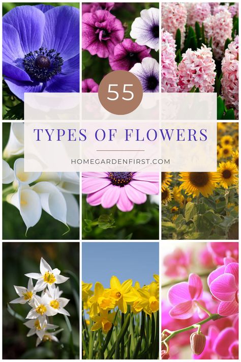 Here is a comprehensive collection of stunning flower types. It features captivating images and informative descriptions of different types of flowers, ranging from classic roses and elegant lilies to exotic orchids and cheerful sunflowers. Whether you're a gardening enthusiast, a flower lover, or simply appreciate the beauty of nature, this pin is a visual treat that will inspire you with the diverse world of flowers. Flower Species Chart, Nature, List Of Flowers With Pictures, List Of Flowers Names, Flowers Types Chart, Names Of Flowers With Pictures, Types Of Flowers And Meanings, Flower Types Chart, Types Of Wild Flowers