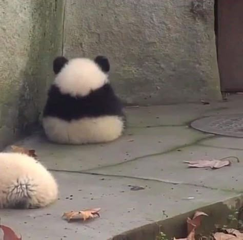 Panda Lindo, Panda Bears, Baby Panda, Silly Animals, Fluffy Animals, Cute Memes, Cute Animal Photos, Red Panda, Cute Panda