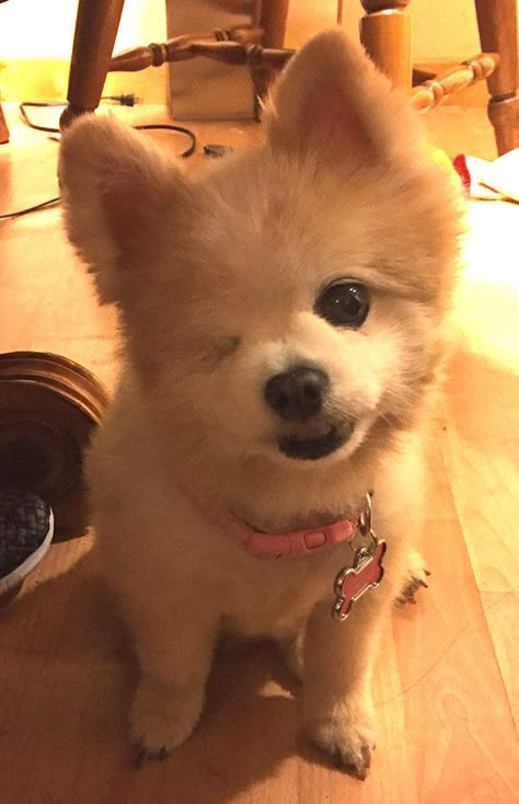 I Would Like To Introduce You To Lady, The 12-Year-Old, One-eyed Pomeranian I… Second Chance At Love, 60 Plus, Senior Dogs, Cute Animals Puppies, Very Cute Dogs, Really Cute Dogs, Silly Dogs, Old Dogs, Cute Animal Photos