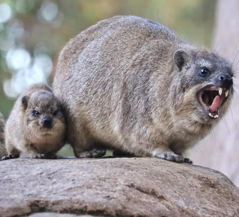 Rock Hyrax family Rock Hyrax, Small Mammals, Tattoo Nature, Animals Tattoo, Animal Family, Rare Cats, Interesting Animals, Lovely Animals, Rare Animals