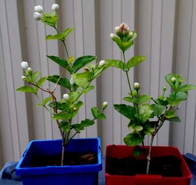 Arabian Jasmine Propagation, 2 months old Jasmine In Pots, Growing Jasmine, Jasmine Plant Indoor, Diy Planters Indoor, Arabian Jasmine, Plant In A Pot, Jasmine Vine, 2 Months Old, Jasmine Plant