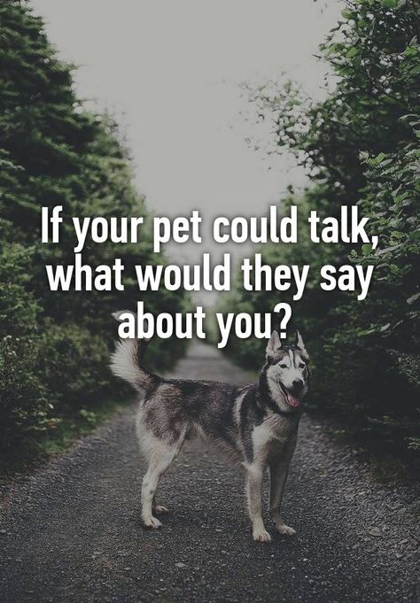 "If your pet could talk, what would they say about you?  " If Dogs Could Talk, Facebook Party Games, Facebook Group Games, Online Party Games, Engagement Games, Interactive Facebook Posts, Fb Games, Facebook Engagement Posts, Facebook Engagement