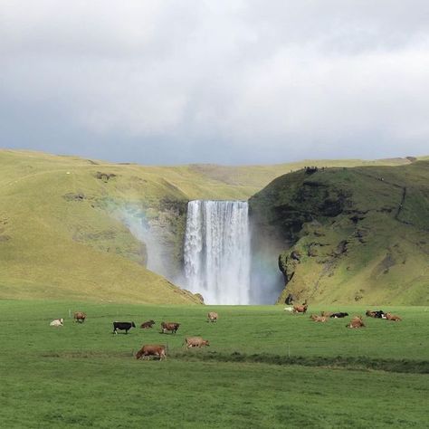 Iceland, Water, Green, Animals, On Instagram, Instagram