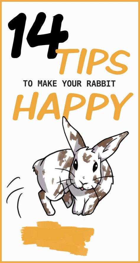 Is your rabbit showing signs of a happy bunny? Learn what behaviors your rabbit uses to express joy and happiness. You can read your rabbit's body language and have a happy binky bunny using this list of tips that will make your rabbit's day! Rabbit Showing, Bunny Tips, Diy Bunny Toys, Bunny Care Tips, Rabbit Facts, Rabbit Behavior, Bunny Things, Rabbit Enclosure, Pet Rabbit Care