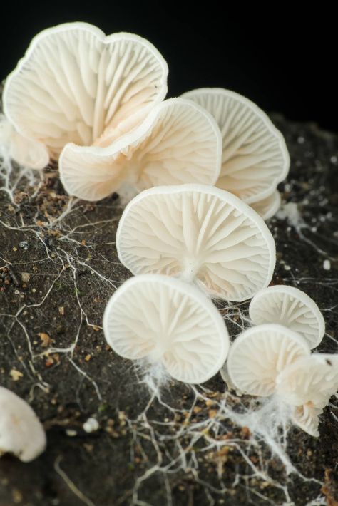 The Hidden Network of Mycelium: Discover the Secret World of Fungi – Earthrising Mushroom Farm Fungi Network, Fungal Network, Fungi Mycelium, Fungi Spores, Mushroom Interior, Mycelium Network, Fungi Photography, Tlou Aesthetic, Mushroom Mycelium