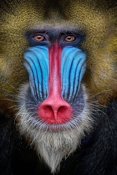 Rare Animals, Baboon Illustration, Mandrill Baboon, Mandrill Monkey, Wildlife Photography Tips, Regard Animal, Photo Animaliere, Mandrill, Outdoor Photographer