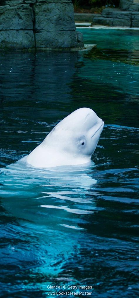 Beluga Whales, Beluga Whale, Quotes About Photography, Aquatic Animals, Custom Theme, Marine Biology, Phone Design, Sea World, Phone Themes