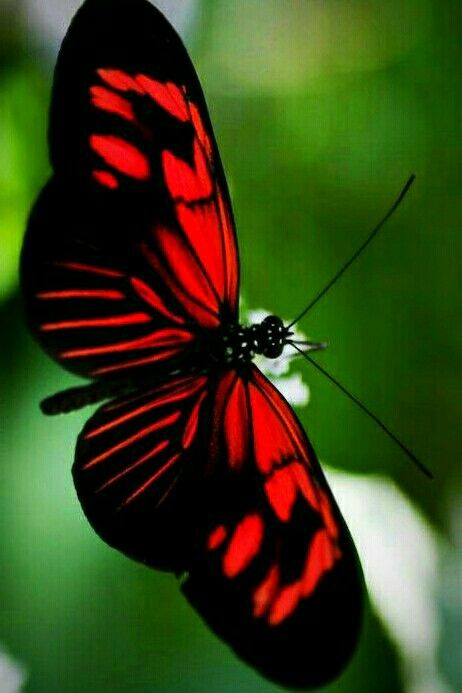 RED/BLACK BUTTERFLY Red Black Butterfly, Tattoo Designs Butterfly, Red And Black Butterfly, Nails Butterfly, Tattoos Butterfly, Beautiful Butterfly Pictures, Beautiful Butterfly Photography, Butterfly Nails, Butterfly Species