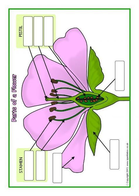 Parts of a Plant and Flower Posters/Worksheets (SB1317) - SparkleBox Diagram Of A Flower, Teaching Plants, Plant Lessons, Biology Plants, Flower Posters, Plants Unit, Plant Activities, 4th Grade Science, Biology Lessons