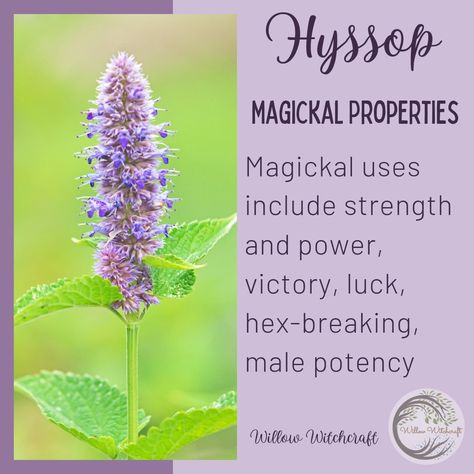 Hyssop Witchcraft, Hyssop Magical Properties, Iris Magical Properties, Orchid Magical Properties, Honeysuckle Magical Properties, Foxglove Magical Properties, Witch Herbs, Magickal Herbs, Medicinal Herbs Garden