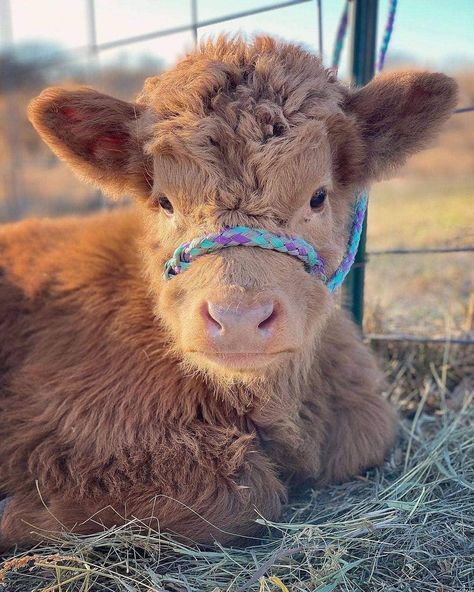 3,907 Likes, 22 Comments - @cutest_cows on Instagram: “@rolling7_mini_highlands Glamour shots” Cutest Cows, Mini Highland Cow, Mini Cows, Highland Cows, Glamour Shots, Hobby Farms, Cute Cows, Micro Mini, Highland Cow