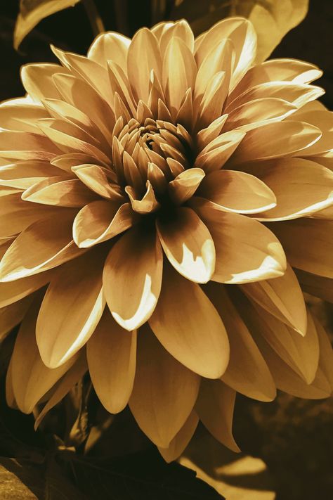 Yellow Dahlia, Golden Flower, Beautiful Wallpaper, Peach Fuzz, Dahlia Flower, Krishna Images, Nature Photographs, Color Of The Year, Art Tips