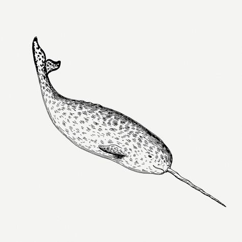 Download free psd / image of Narwhal drawing, sea animal vintage illustration psd. Free public domain CC0 image. about fish, arctic animals public domain, sea animal illustrations, public domain aquatic illustration black and white, and animal 6334201 Aquatic Illustration, Narwhal Illustration, Narwhal Drawing, Illustration Black And White, Calligraphy Tattoo, Water Animals, Animal Illustrations, Sea Animal, Arctic Animals