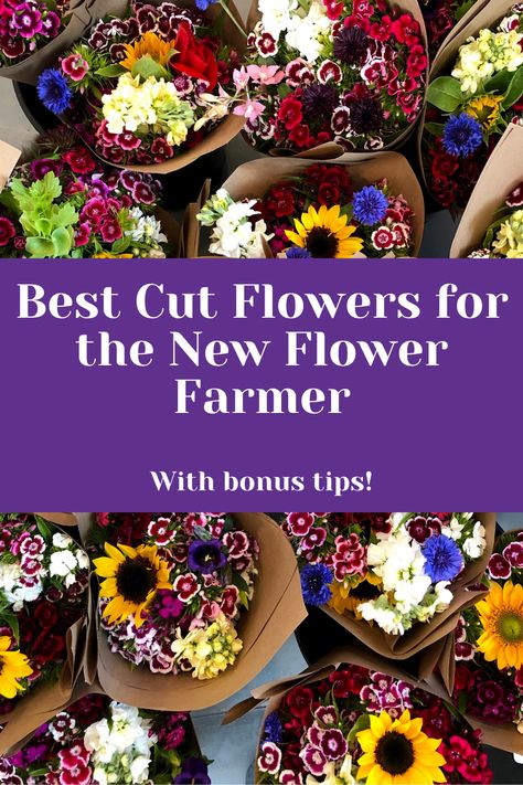 A list of the best cut flowers for beginners. Learn tips and tricks from a veteran flower farmer growing flowers specifically for fresh cut flower bouquets. Easy tips for for the home gardener to grow specialty cut flowers in a small space or a new flower farmer growing with the intent to sell flower arrangements. Greenery For Cut Flower Garden, Flowers To Grow For Bouquets, Market Bouquets Fresh Flowers, Easiest Cut Flowers To Grow, Cut Flower Bouquet Ideas, Raised Bed Flower Garden, Plot Tips, Cut Flowers To Grow, Cut Flower Bouquet