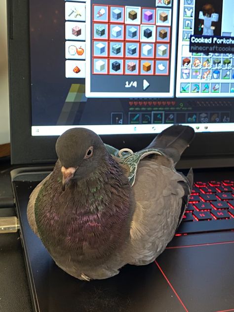 Pigeon Profile Picture, Pigeon Pet Aesthetic, German Owl Pigeon, Old German Owl Pigeon, Pigeon Pfp, Pigeons Aesthetic, Funny Pigeons, Pigeon Aesthetic, Pigeon Cute