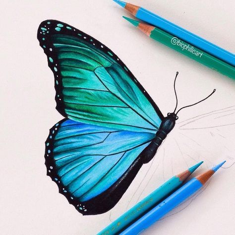 Blue Morpho butterfly #illustration #sketching Easy Butterfly Drawing, Easy Pencil Drawings, Color Pencil Sketch, Desen Realist, Prismacolor Art, Blue Morpho Butterfly, Colored Pencil Artwork, Morpho Butterfly, Blue Morpho