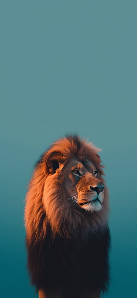 Lion Wallpaper Aesthetic, Lion Wallpaper Iphone, Funny Lion, Samsung Galaxy Wallpaper Android, Cartoon Love Photo, Cute Owls Wallpaper, Lion Wallpaper, Owl Wallpaper, Crazy Wallpaper