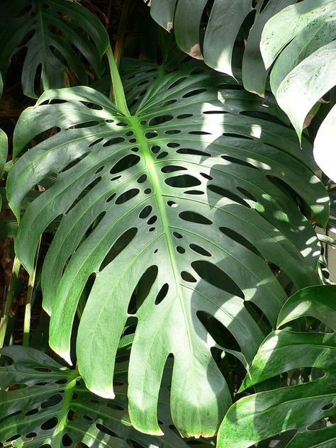 How to Grow Swiss Cheese Plants (Monstera) Indoors or Outdoors - Dengarden Plants Names, Rainforest Plants, Swiss Cheese Plant, Cheese Plant, Fruit Seeds, Monstera Deliciosa, Easy Plants, Tropical Rainforest, Swiss Cheese