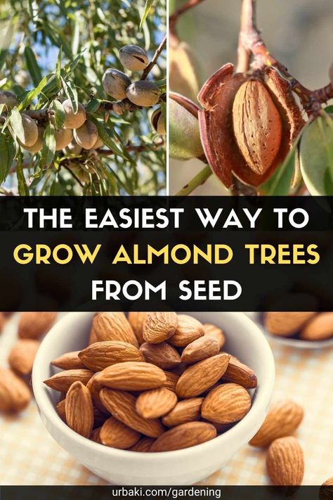 The almond belongs to the Rosaceae family (Rosaceae), so it is a relative of several well-known fruit trees. There are different types, from small ornamental shrubs (Prunus glandulosa) that are grown only for their beautiful flowers to medium-sized trees that produce edible nuts. It's not difficult to grow almond trees and harvest their nuts, as long as you have the right kind of climate and are armed with some critical growing tips. The almond tree produces its best crop of nuts when grown... How To Grow Cashews, Growing Almond Trees, How To Grow Almonds, Nut Trees Types Of, Growing Cashews, Landscape With Fruit Trees, Growing Almonds, Grow Almonds, Almond Plant