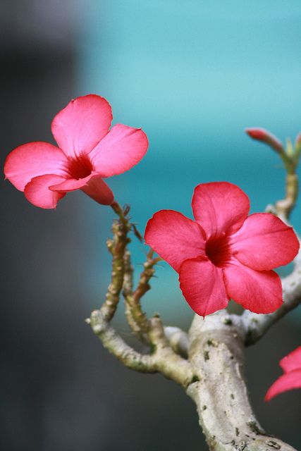 Kamboja FLower (Plumeria)  --  by Jonathan Gultom Kamboja Flower, Flowers Illustration, Wonderful Flowers, Rose Art, Desert Rose, Butterfly Garden, Flower Beauty, Beautiful Blooms, Flower Photos