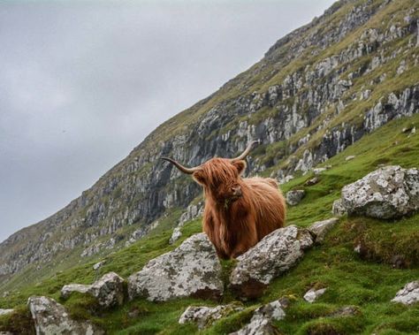 Visiting Scotland on a Budget can be a challenge. We have put together a 7500 word in-depth Travel Guide for you to take a dream trip to Scotland. The great news is we give you the information to do it on a comfortable budget. Scotland Hotels, Scottish Highland Cow, Ben Nevis, Highland Cow Print, Fluffy Cows, Highland Cattle, Visit Scotland, Travel Images, Eco Friendly House