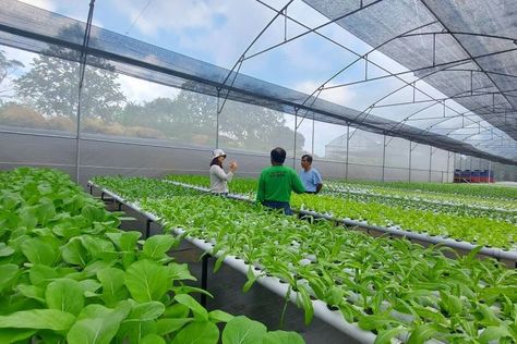 Teknologi dapat tingkatkan kualitas dan produktivitas pertanian, juga mengangkat derajat petani jadi profesi bergengsi. Buah Bit, Lifestyle