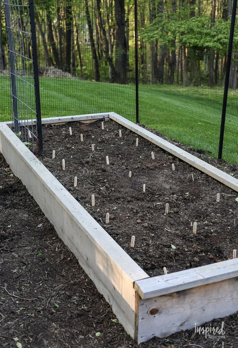 Dahlia Flower Bed Ideas, Cut Flower Raised Bed, Dahlias In Raised Beds, Dahlia Flower Bed, Dahlia Garden Bed, Dahlia Raised Bed, Dhalia Garden Bed, Dahlia Garden Ideas, Dahlia Garden Layout