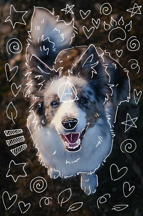 Brown Border Collie, Fox Background, Cool Black Wallpaper, White Border Collie, Animal Tails, Fox Pictures, Silly Cats Pictures, Collie Dog, Silly Animals