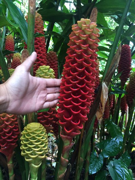 Beehive Ginger Beehive Ginger Flower, Flowers Species, Zingiber Zerumbet, Beehive Ginger, Asean Countries, Ginger Plants, Small Tropical Gardens, Torch Ginger, Japanese Garden Landscape