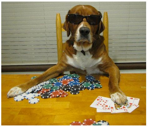 Q: Why shouldn't you play poker with a plumber? A: A good flush beats a full house every time. Plumbing Humor, Vegas Gambling, Dogs Playing Poker, Classy Outfits Men, Deez Nuts, Poker Face, Poker Games, Hound Dog, Dec 30