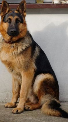 Tattoo German Shepherd, Dogs Halloween Costumes, Tattoo Ideas Dog, Tattoos Dog, Alsatian Dog, Guard Dog Breeds, Dog Tattoo Ideas, German Shepherd Training, German Sheperd Dogs